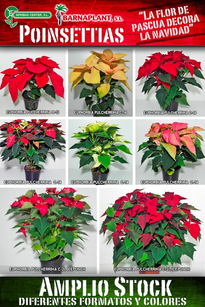 Gran Stock de Poinsettias para decorar la Navidad