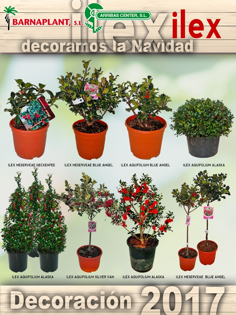 Nuestros Ilex ya están listos para Decorar la Navidad