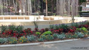 Soluciones Florales  de Arribas Center-Barnaplant  “La Fuente Luminosa 8 de Marzo” en el parque Miguel Servet de Huesca.