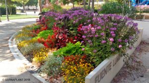 Soluciones Florales  de Arribas Center-Barnaplant  “La Fuente Luminosa 8 de Marzo” en el parque Miguel Servet de Huesca.