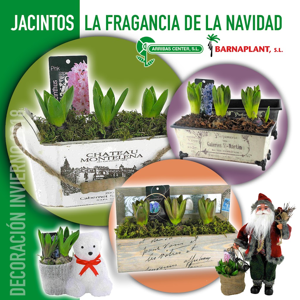 Jacintos, la fragancia de la Navidad, el color del invierno