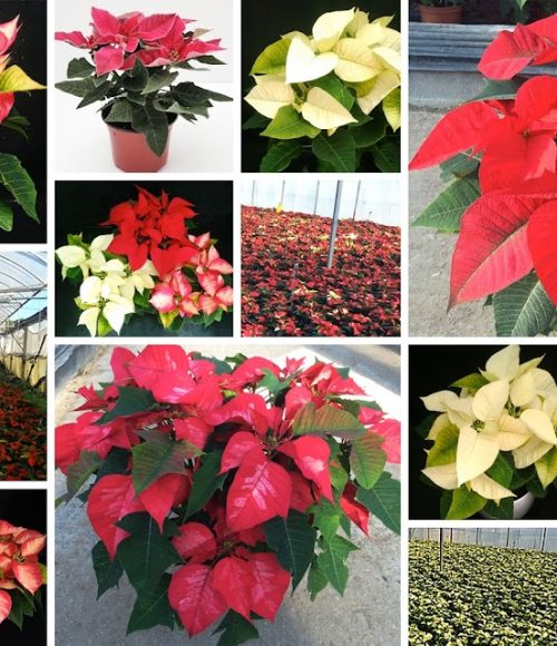 La planta estrella de la Navidad  ya disponible en Barnaplant y Arribas Center. En nuestros viveros y puntos de venta encontrarás un gran stock de poinsettias en diferentes formatos y colores