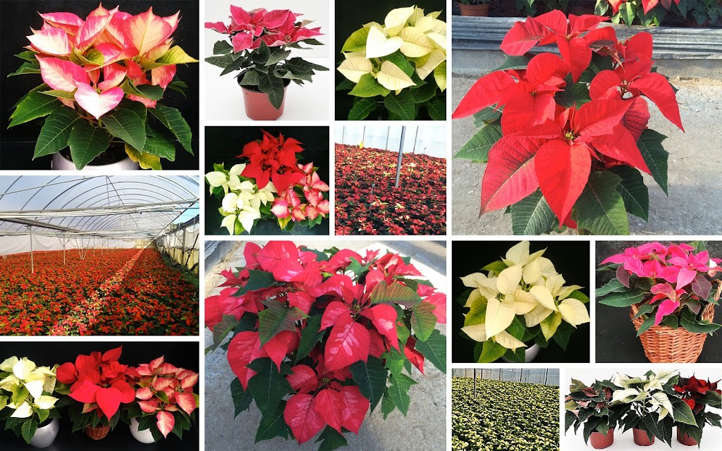 La planta estrella de la Navidad  ya disponible en Barnaplant y Arribas Center. En nuestros viveros y puntos de venta encontrarás un gran stock de poinsettias en diferentes formatos y colores